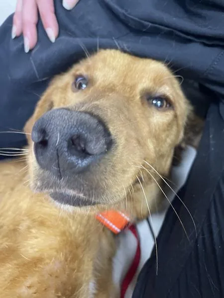 Amber  Bonded With thumbnail 2