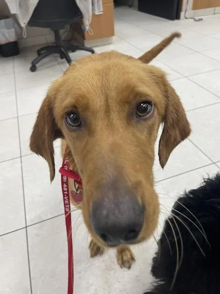 Amber  Bonded With thumbnail 3