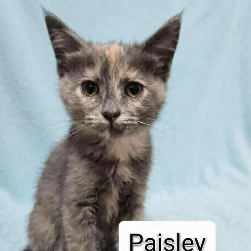 A baby medium-sized female Dilute Tortoiseshell cat named Paisley for adoption in Wyandotte, MI