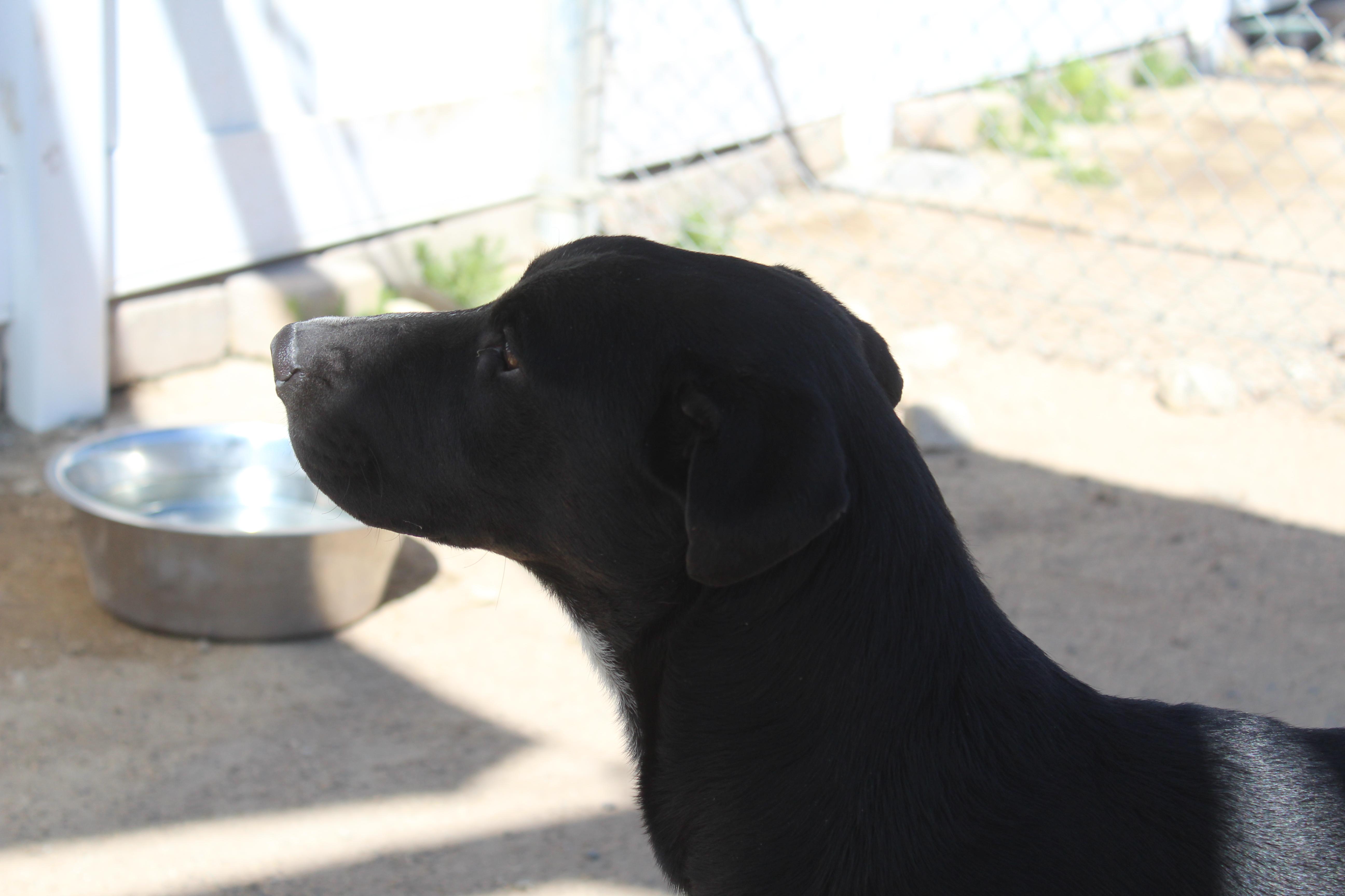 A young medium-sized male Black Mountain Cur dog named Little Man for adoption in Yucca Valley, CA