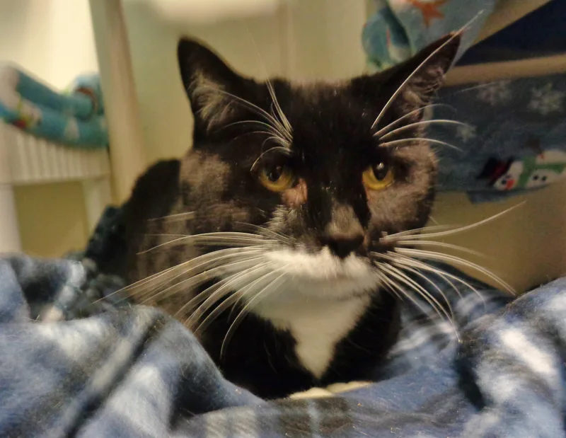 Pterodactyl thumbnail 2