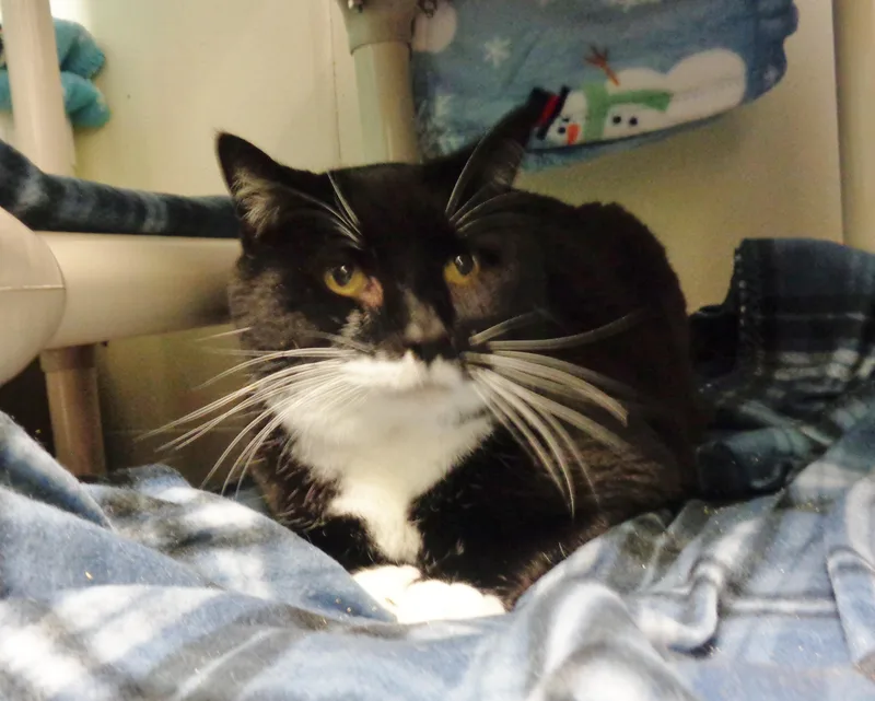 Pterodactyl thumbnail 3