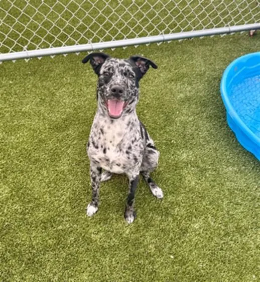 A young medium-sized female Australian Cattle Dog / Blue Heeler dog named Arcelia for adoption in Toledo, OH