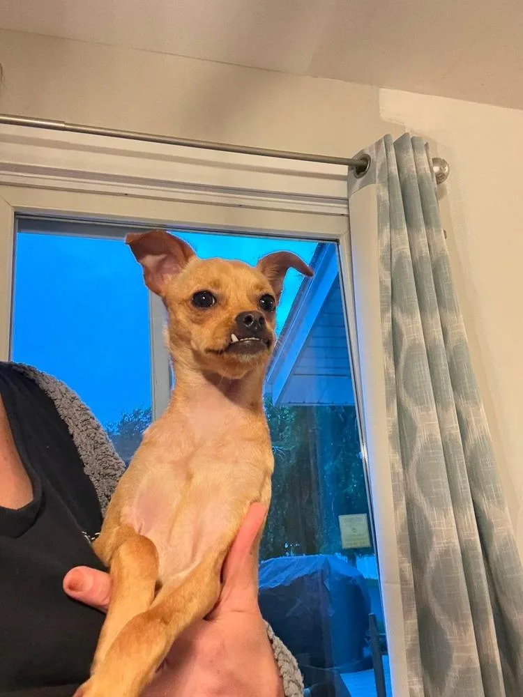 A baby small-sized female White / Cream Chihuahua dog named Posey for adoption in Valley Stream, NY
