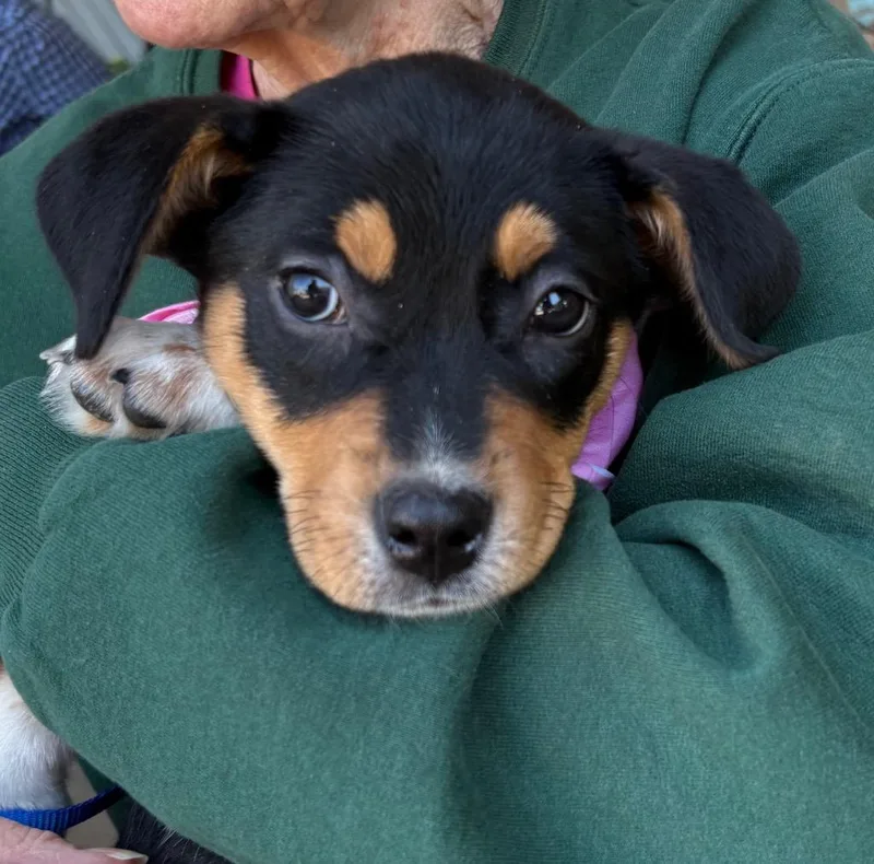 A baby medium-sized female Hound dog named Sushi for adoption in Ewing, NJ