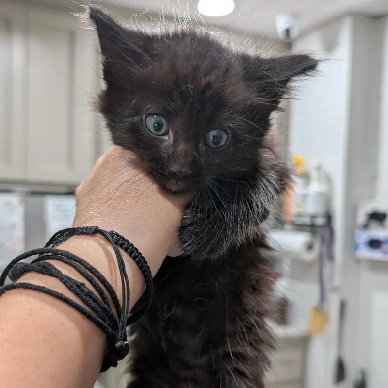 A baby small-sized male Black Domestic Short Hair cat named Queso for adoption in Buchanan Dam, TX