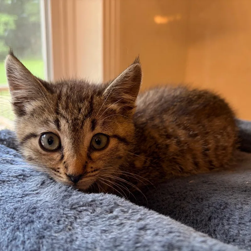 A baby small-sized male Brown / Chocolate Domestic Short Hair cat named Hotch for adoption in Brownsboro, AL