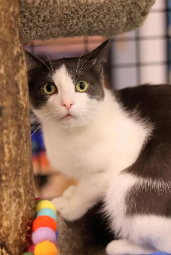 A young medium-sized male Black & White / Tuxedo Domestic Short Hair cat named Bobby for adoption in Chicago, IL