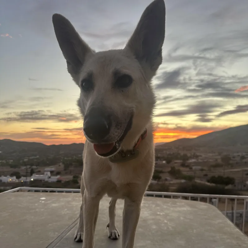 An adult medium-sized female White / Cream German Shepherd Dog dog named Estrella for adoption in Bellflower, CA