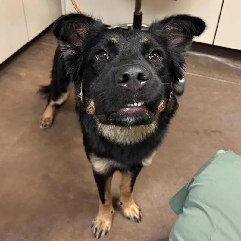 An adult medium-sized male Cattle Dog dog named Macho for adoption in Flagstaff, AZ