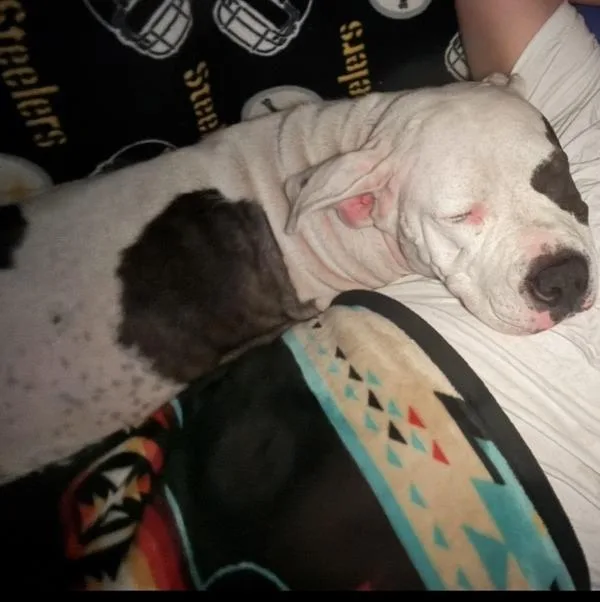 An adult medium-sized female Pit Bull Terrier dog named Fiji for adoption in Des Moines, IA