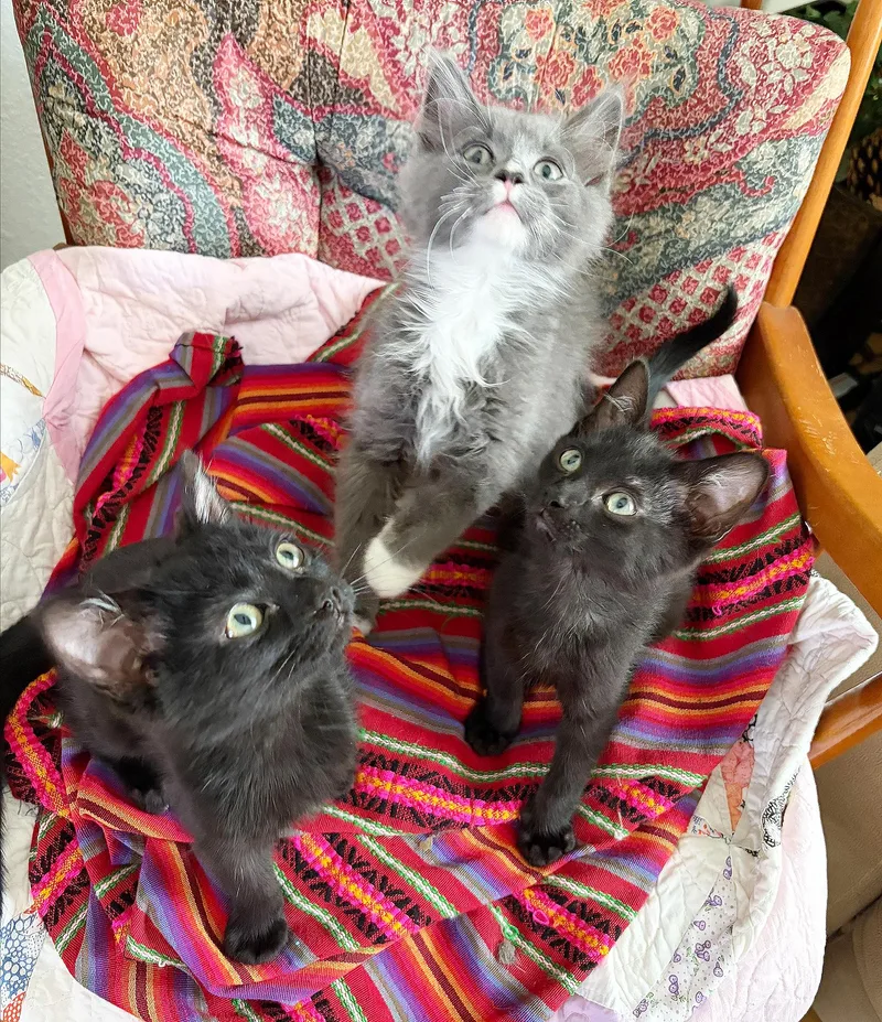 A baby medium-sized male Black Domestic Short Hair cat named Pop for adoption in Parkville, MO