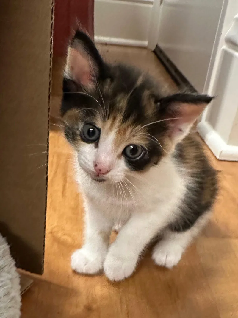 A baby small-sized female Calico cat named Halle for adoption in Walnut Creek, CA