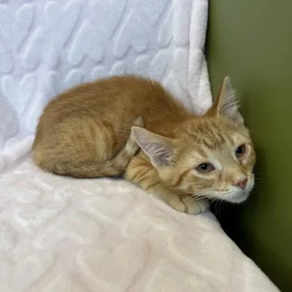A baby small-sized male Domestic Short Hair cat named Marlon Jackson for adoption in Janesville, WI