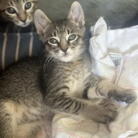 A baby small-sized male Brown / Chocolate Domestic Short Hair cat named Mocha for adoption in Greenwood, MO