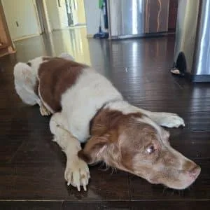 A senior medium-sized male Red / Chestnut / Orange Brittany Spaniel dog named Hurley  Id for adoption in Salt Lake City, UT