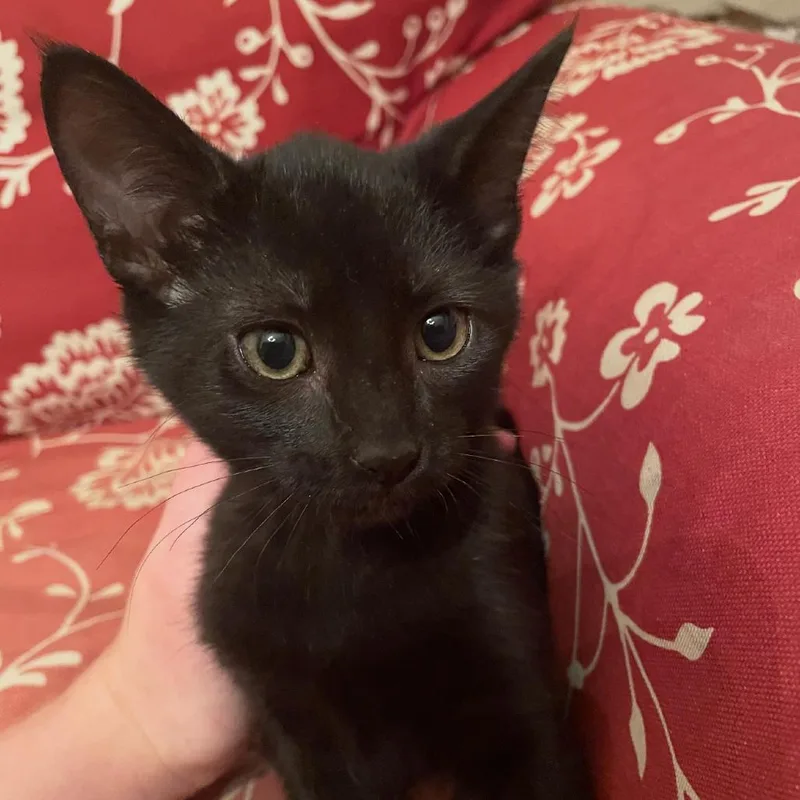 A baby small-sized female Black Domestic Short Hair cat named Zelda for adoption in Granby, MO