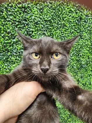 A baby small-sized male Domestic Short Hair cat named Winky $ @ Pet for adoption in Seneca, SC