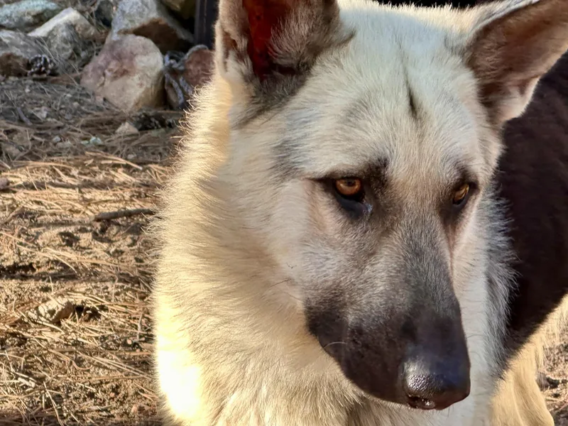 Arlo – From Abandoned