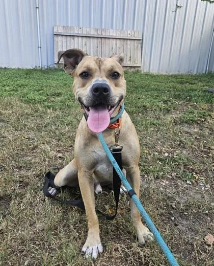 An adult medium-sized male Boxer dog named Rocky for adoption in Inverness, FL