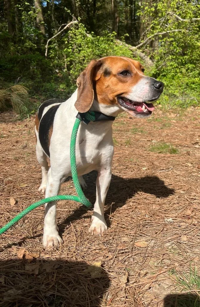 A young medium-sized male Beagle dog named Scout for adoption in Berlin, MD