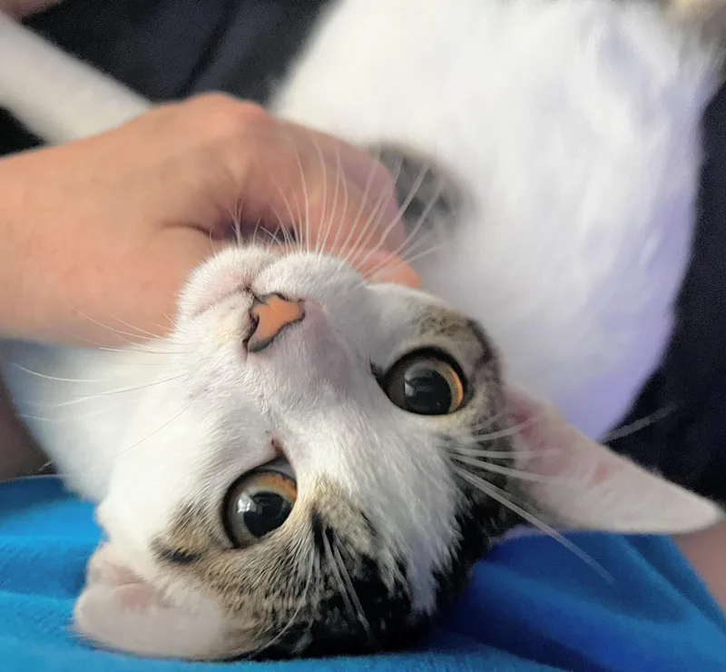 A baby medium-sized female White Domestic Short Hair cat named Nancy for adoption in Melrose, MA