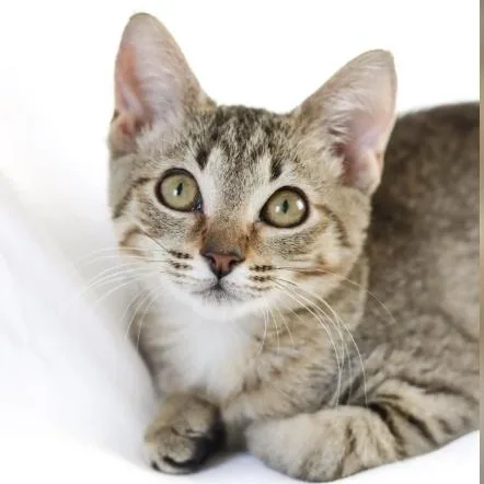 A young medium-sized female Domestic Short Hair cat named Wawa for adoption in miami, FL