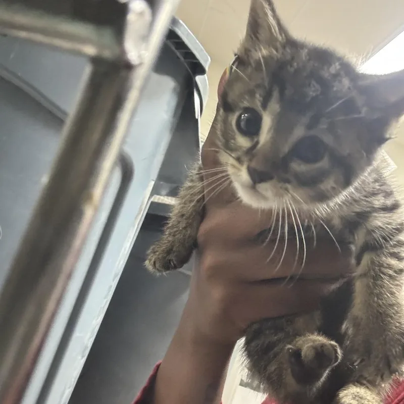 A baby small-sized female Brown / Chocolate Domestic Short Hair cat named Fire Lily for adoption in Indianapolis, IN