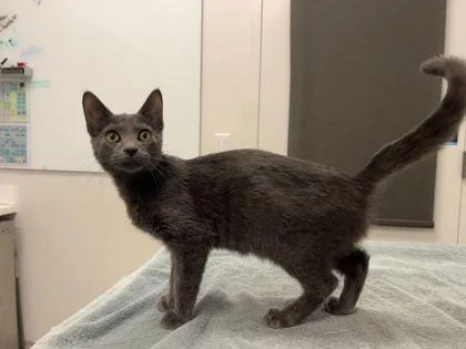 A baby small-sized female Gray / Blue / Silver Domestic Short Hair cat named The Winter Soldier for adoption in Kansas City, MO