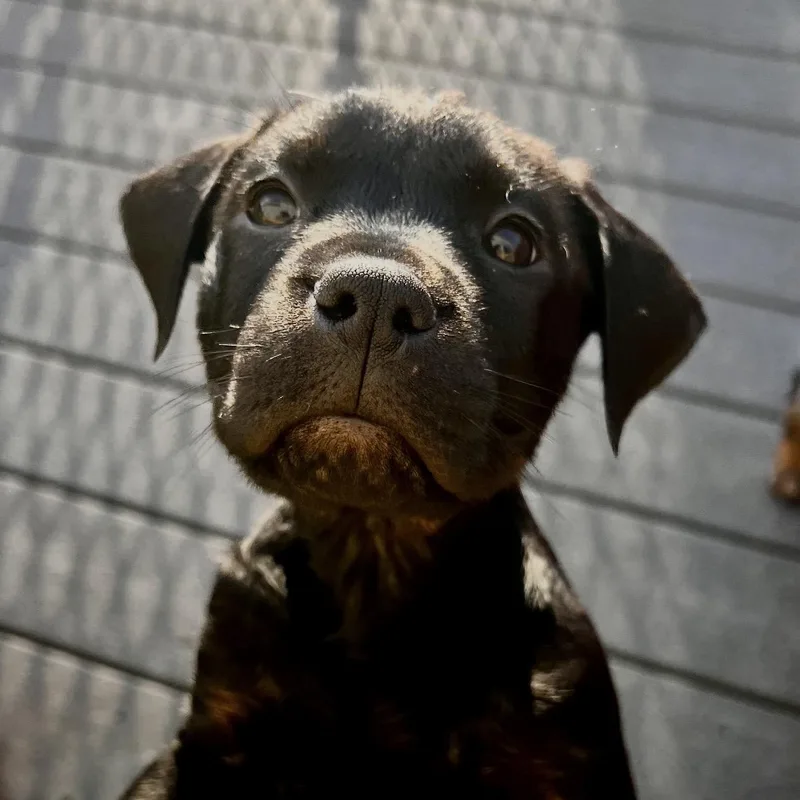 A baby large-sized female Rottweiler dog named Bean Sprout for adoption in Griswold, CT