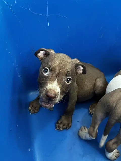 A baby large-sized male Mixed Breed dog named Harry for adoption in Dallas, TX