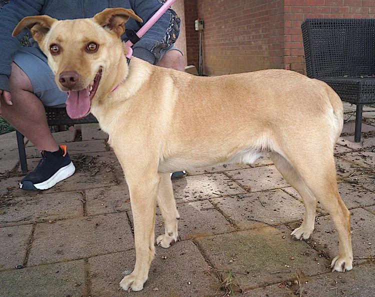 An adult medium-sized male Golden Labrador Retriever dog named Bennington for adoption in Carrollton, TX