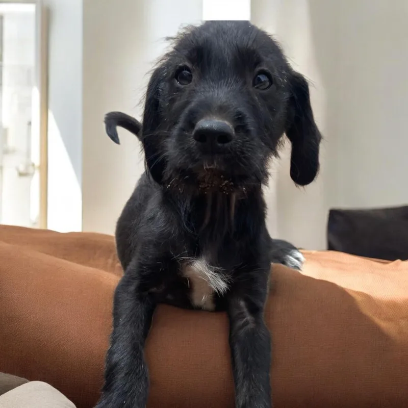 A baby small-sized female Schnauzer dog named Sunny for adoption in San Diego, CA