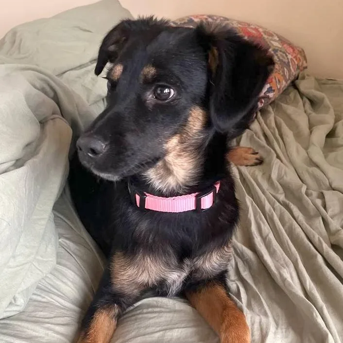 A young small-sized female Manchester Terrier dog named Tina for adoption in Morristown, NJ