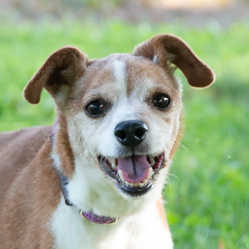 A senior small-sized female Jack Russell Terrier dog named Chancey for adoption in Troy, OH