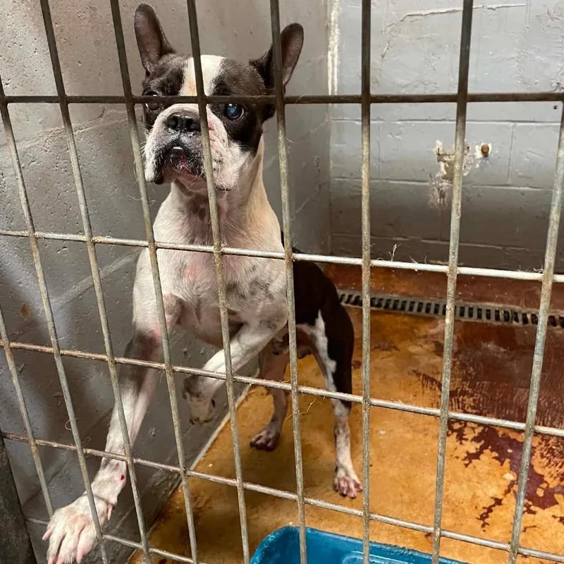 An adult small-sized male Black Boston Terrier dog named Ben Franklin C for adoption in Allen, TX