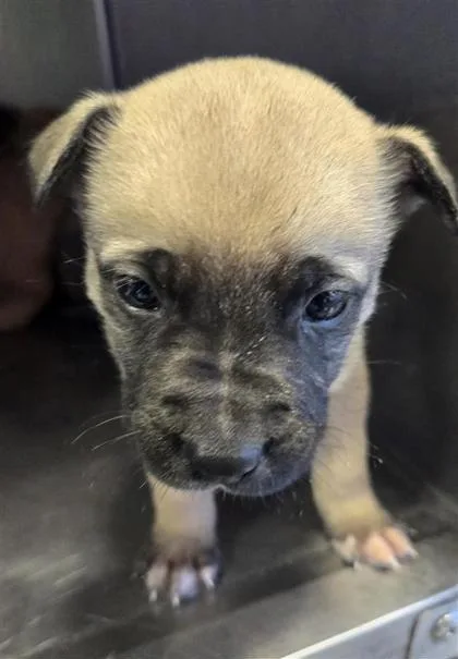 A baby large-sized male Yellow / Tan / Blond / Fawn Mixed Breed dog named 60780602 for adoption in El Paso, TX
