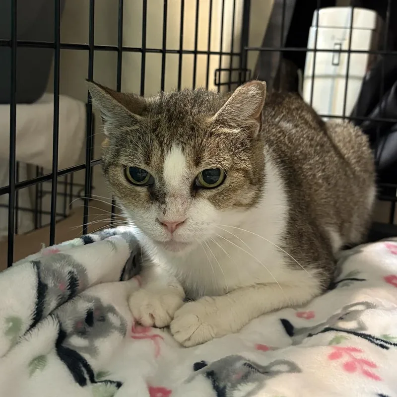 An adult medium-sized female Brown / Chocolate Domestic Short Hair cat named Amy for adoption in Hamburg, NY