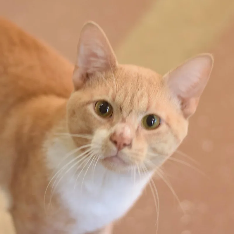 An adult large-sized male Orange / Red Domestic Short Hair cat named Hakuna Matata for adoption in Belleville, IL