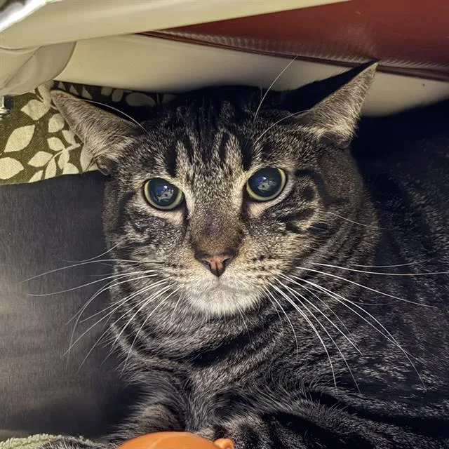 A young small-sized male Domestic Short Hair cat named Mcdonalds for adoption in Las Vegas, NV