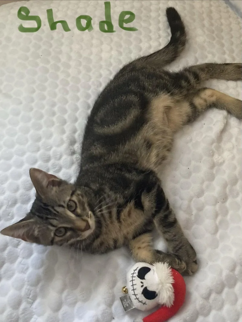A baby medium-sized male Brown / Chocolate Domestic Short Hair cat named Shade for adoption in Oviedo, FL