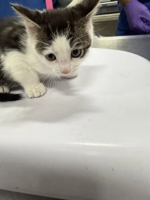 A baby small-sized female Domestic Short Hair cat named Layla for adoption in Upper Marlboro, MD