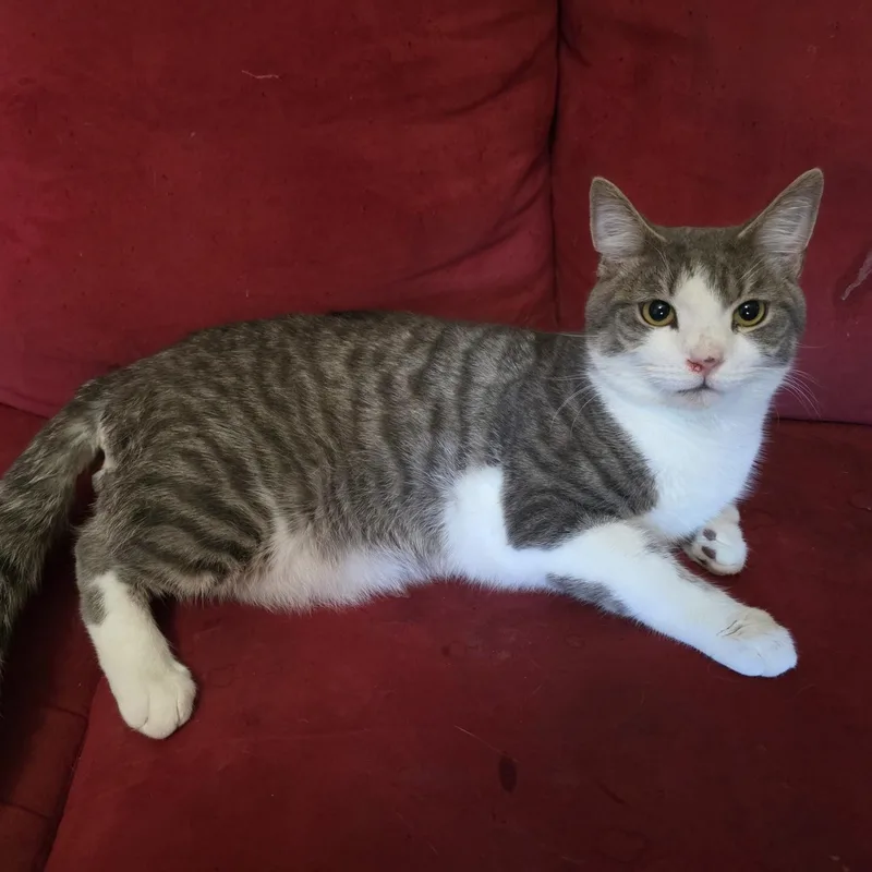 A young small-sized male Gray & White Domestic Short Hair cat named Pj Chunky for adoption in Bentonville, AR