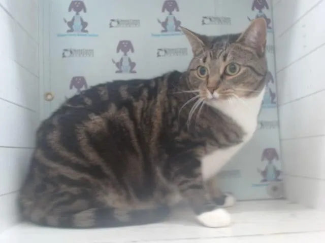 Estrella