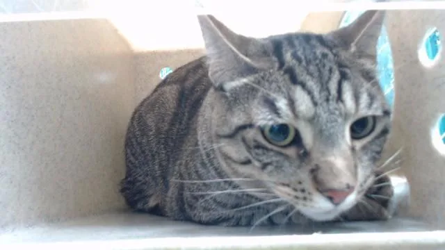 An adult medium-sized male Domestic Short Hair cat named Sunny for adoption in Downey, CA