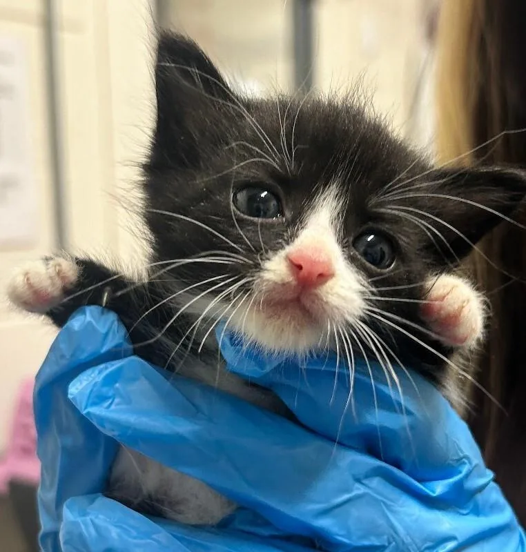 A baby medium-sized male Black Domestic Short Hair cat named Manicotti for adoption in Fruit Heights, UT