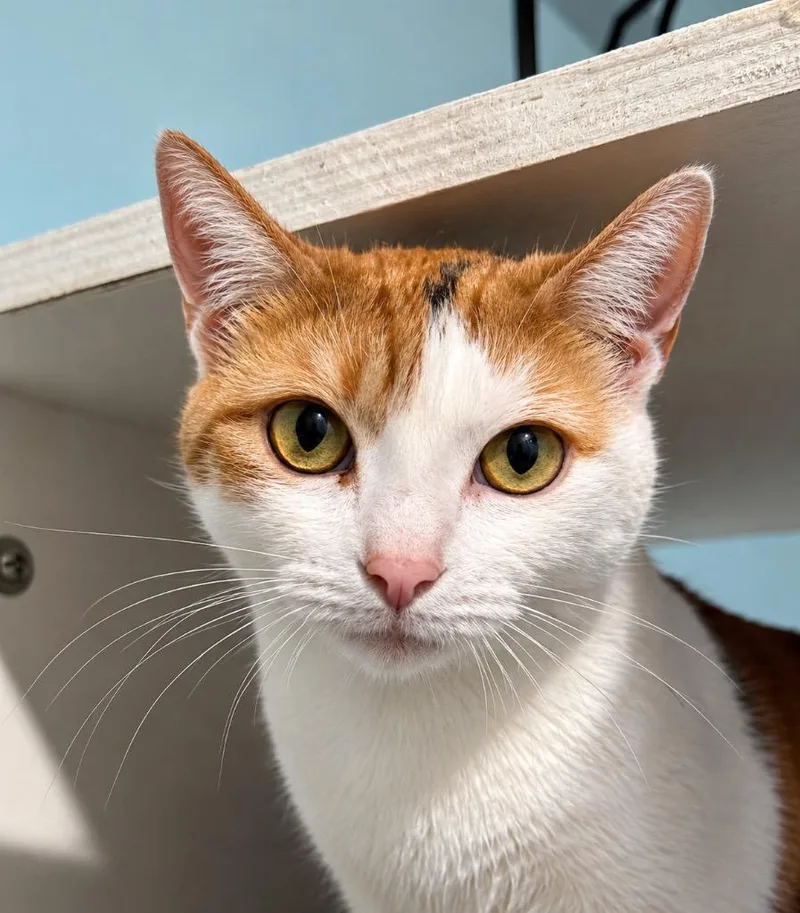 A young small-sized female Domestic Short Hair cat named Molly for adoption in Labelle, FL
