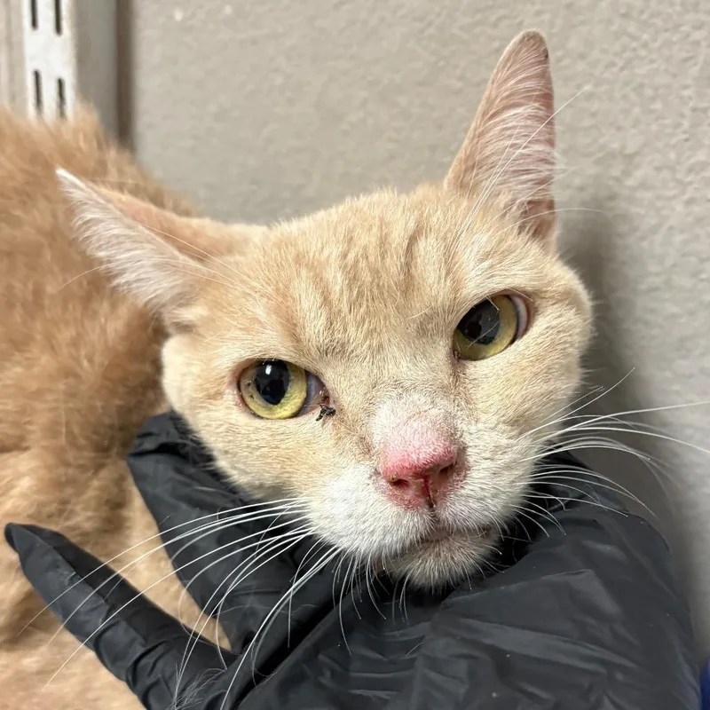 A senior medium-sized male Orange / Red Domestic Short Hair cat named Charlie for adoption in Yuma, AZ