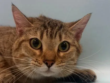 An adult small-sized female Domestic Short Hair cat named Nala for adoption in Woodbury, MN