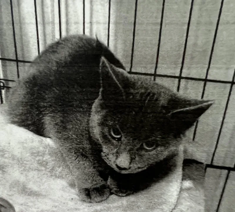 An adult medium-sized male Domestic Short Hair cat named Gary for adoption in New Windsor, NY